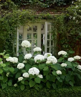 t Hortensia arborescens 'Annabelle', kassekant og Hydrangea anomala petiolaris og stedsegrøn stjernejasmin ved køkkenvinduet i haven til paolo moschino og philip Vergeylen