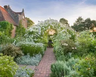 hvide roser over lysthus i den hvide have ved Sissinghurst