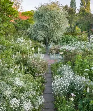 hvid have ved sissinghurst med tæt beplantede border