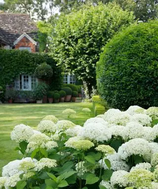 hortensia annabelle og stedsegrønne træer og buske i haven til paolo moschino og philip vergeylen