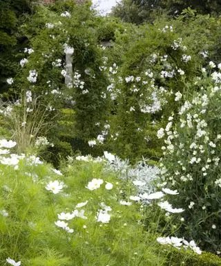 Cosmos bipinnatus og jasmin plantet i en hvid have