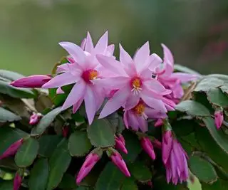 knallrosa kaktuser Schlumbergera