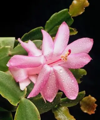 Rosa julekaktusblomst