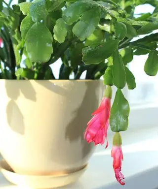 Fin rosa blomst av Schlumbergera i en blomsterpotte