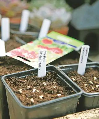 semer des graines de scabieuse dans des pots, avec des étiquettes de plantes indiquant ce qu'il y a dans chaque pot