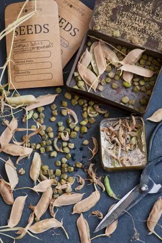 Sachets de graines de pois sucrés et graines sur table