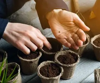 Semer les graines dans des pots à la main