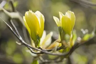 Magnoliowy motyl