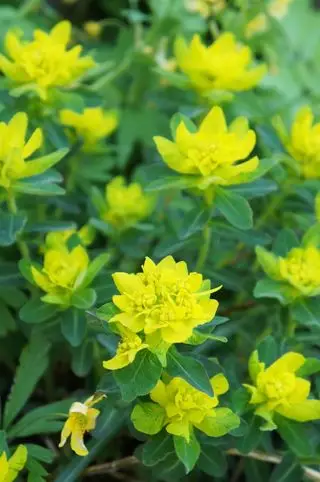 Wilczomlecz poduszkowy Euphorbia w najlepszych roślinach ogrodowych