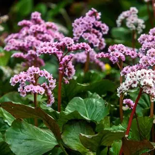 Bergenia kordifolia