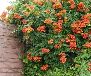 Campsis-vin vokser op ad en mur