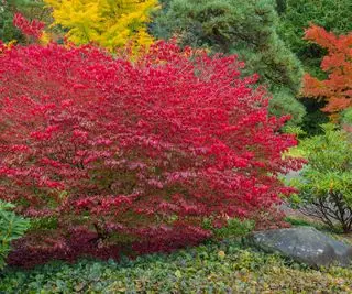 Buisson ardent dans un jardin à l’automne