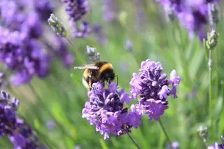bie på lavendel