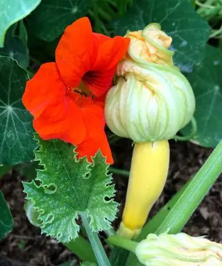 blomster som squashplanter