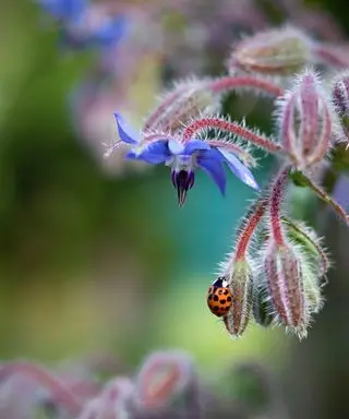 borage med marihøne på blomsten