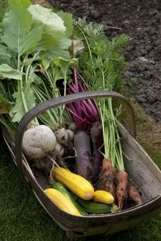 høstet zucchini i trug med andre grønnsaker