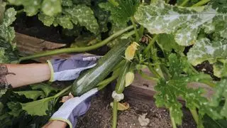 Høsting av zucchini-frukt iført hansker
