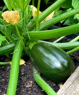 zucchiniplante som vokser i bakken