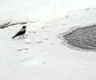 Corvo cinzento em um lago na neve do inverno