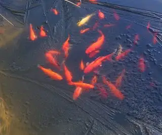 peixinho dourado sob a superfície gelada de um lago congelado