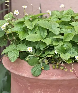 fragole alpine in vaso