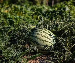 planta de sandía en el campo