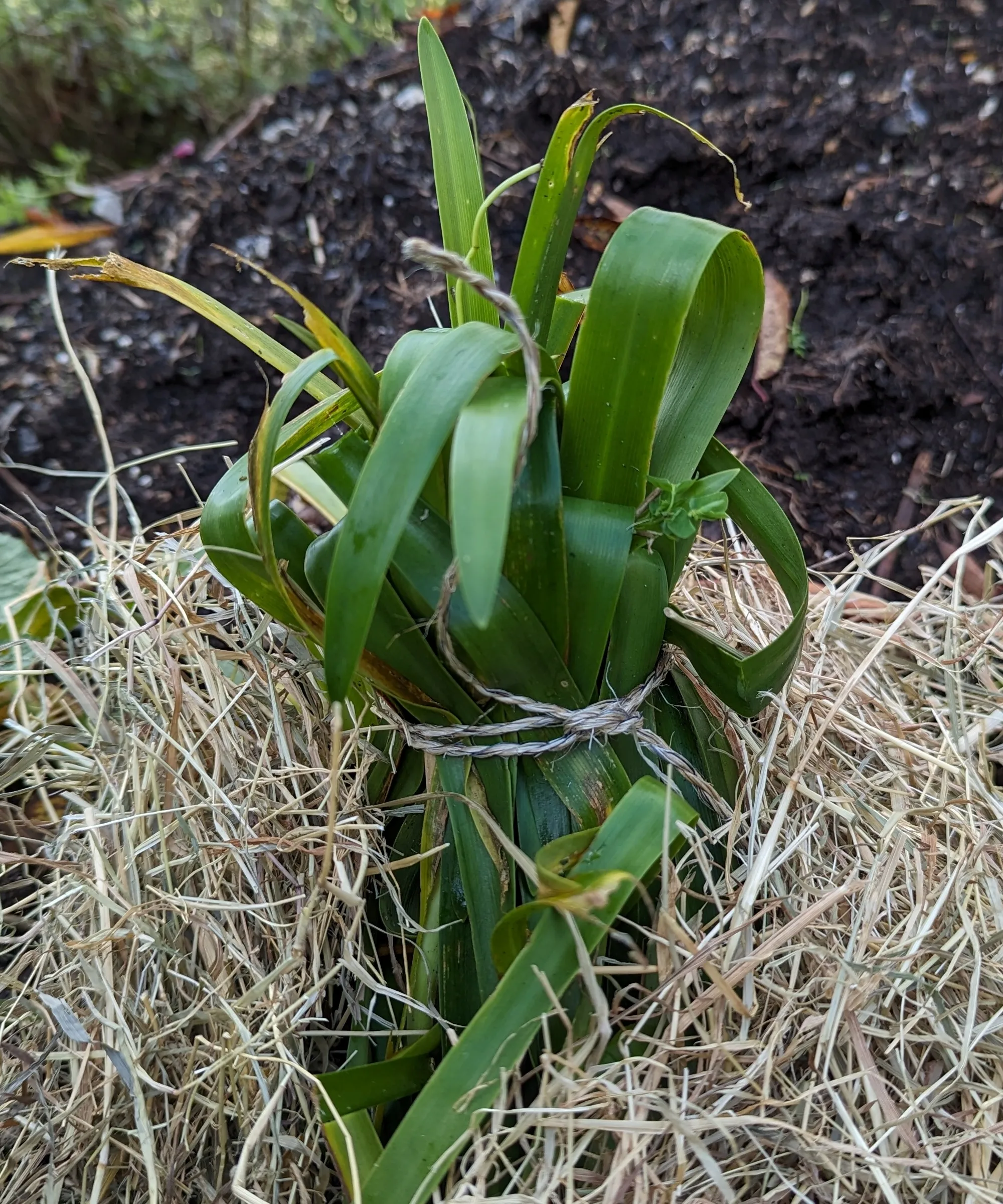 겨울 동안 묶여 뿌려진 부드러운 상록수 Agapanthus' loading='lazy' title=