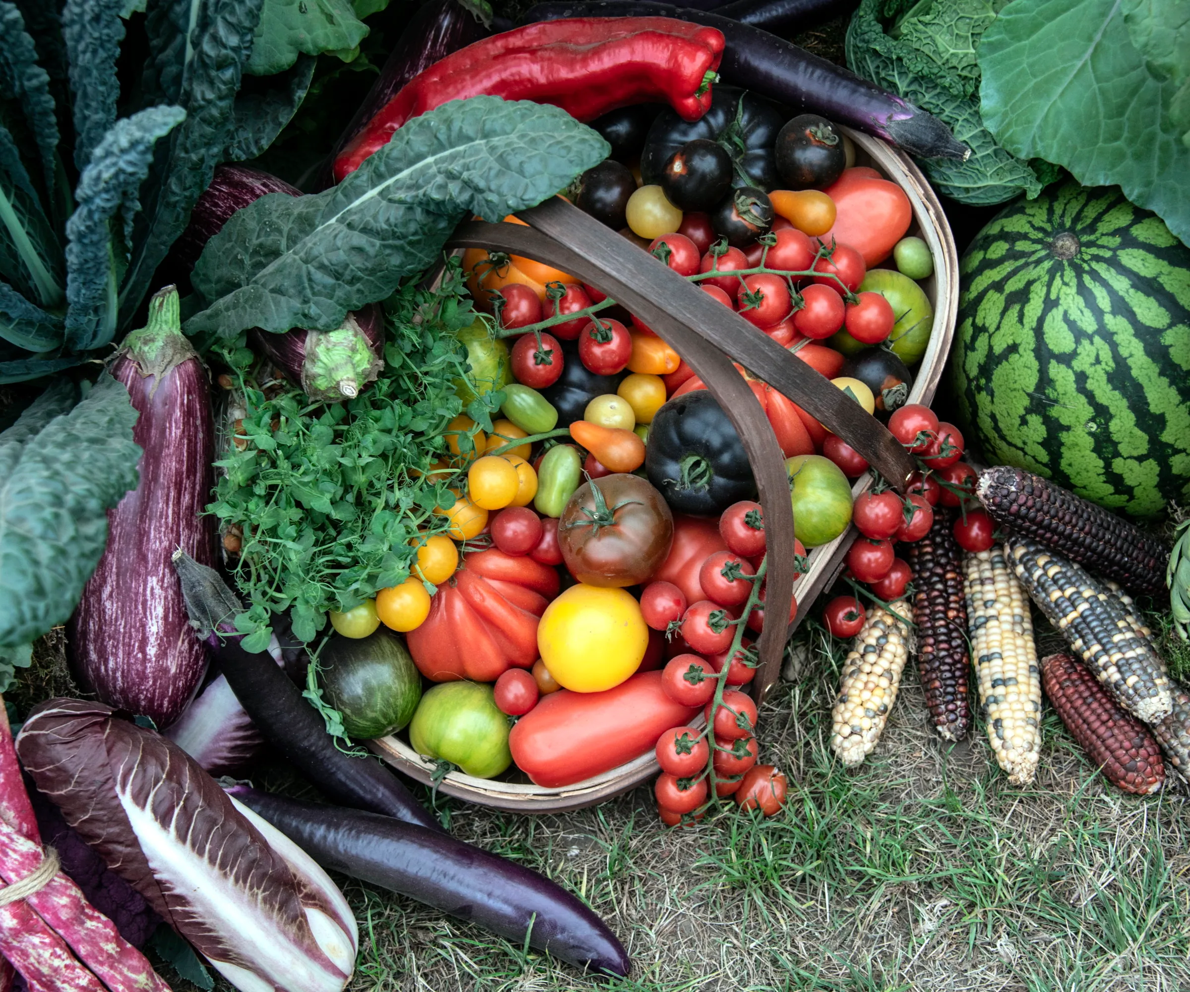 Une récolte de légumes dont des tomates dans un panier' loading='lazy' title=