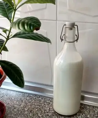 bottiglia per il latte e pianta