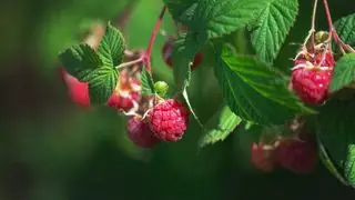 Jak przycinać maliny