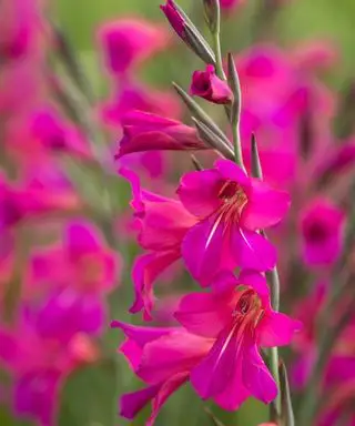 Les fleurs roses vibrantes de Gladiolus byzantinus