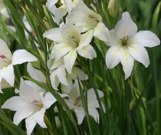 Les fleurs blanches ouvertes de Gladiolus alba