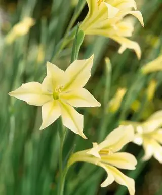 Gladiolus tristis a des fleurs jaune pâle