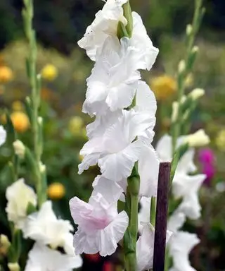 Les fleurs de Glaïeul
