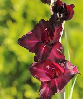 Fleurs bordeaux profonds de Glaïeul
