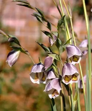 Les délicates fleurs en forme de cloche du Gladiolus papilio