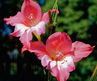 Fleurs ouvertes roses de Glaïeul