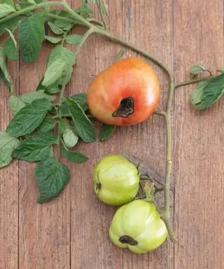 Tomates atteintes de pourriture apicale
