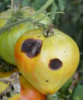 Tomates atteintes de pourriture apicale