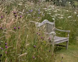 野生の花の草原の横のベンチ