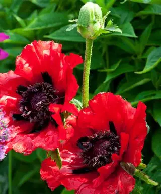 červené kvety Papaver orientale ‘Beauty of Livermere