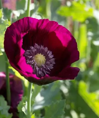 Papaver somniferum „Lauren's Grape“