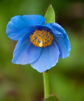 Meconopsis alebo himalájsky mak