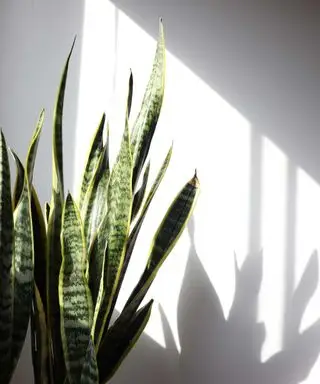 planta de serpiente a la luz del sol