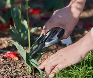 Tulipan deadheading med sekatør