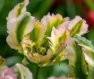 Papegøje tulipan Green Wave bi farve