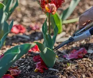 Deadheading tulipan blomstrer på en mark