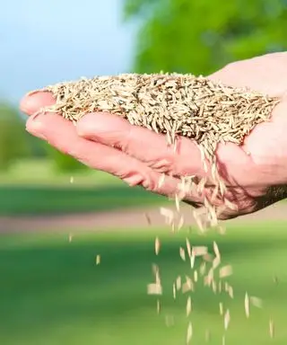 一握りの草の種を持っている人