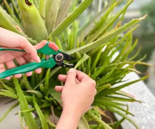 Beschneiden einer Aloe Vera