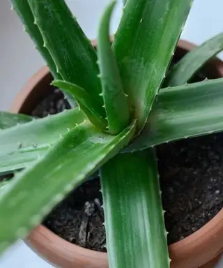 Aloe Vera in einem Topf